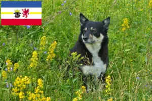Scopri di più sull'articolo Allevatore di cani da renna lappone e cuccioli in Mecklenburg-Vorpommern