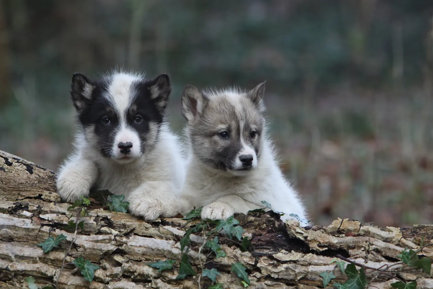 Acquistare un cucciolo di cane Groenlandia significa assumersi una responsabilità! Comprare cuccioli di cane della Groenlandia.