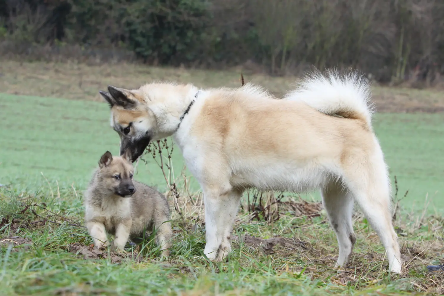 Acquistare un cucciolo di cane Groenlandia significa assumersi una responsabilità! Comprare cuccioli di cane della Groenlandia.