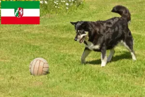 Scopri di più sull'articolo Allevatori di cani da renna lappone e cuccioli in Renania Settentrionale-Vestfalia