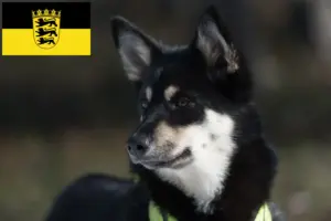 Scopri di più sull'articolo Allevatori di cani da renna lapponi e cuccioli in Baden-Württemberg