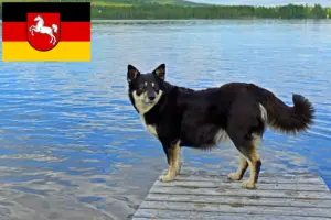 Scopri di più sull'articolo Allevatori di cani da renna lapponi e cuccioli in Bassa Sassonia