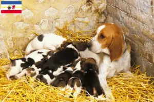 Scopri di più sull'articolo Allevatori di Chien d’Artois e cuccioli in Mecklenburg-Vorpommern