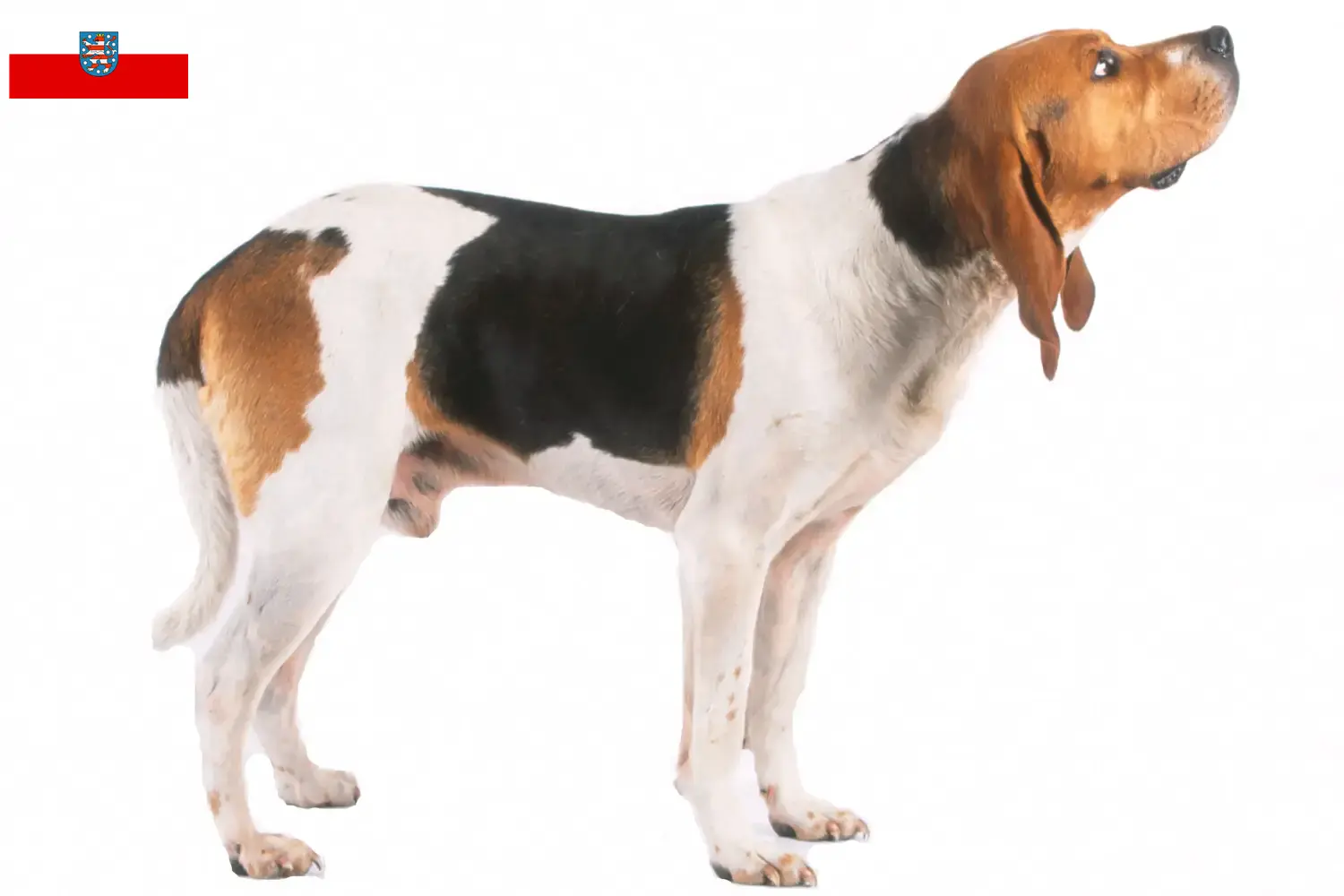 Scopri di più sull'articolo Allevatori di Chien d’Artois e cuccioli in Turingia