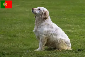 Scopri di più sull'articolo Allevatori di Clumber Spaniel e cuccioli in Portogallo