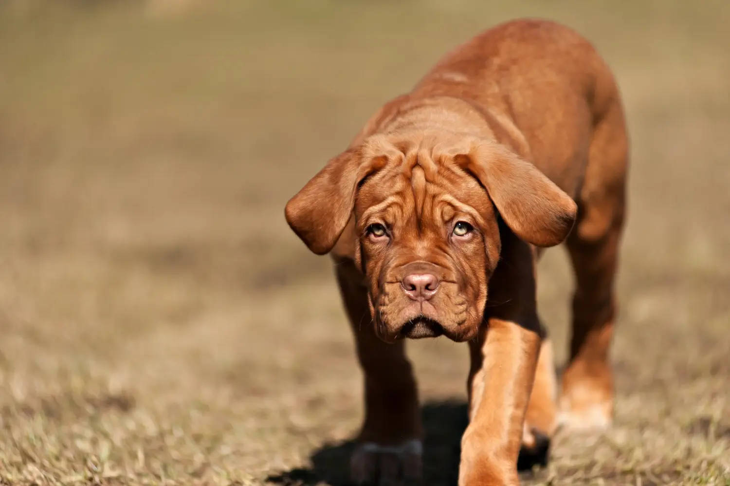Acquistare un cucciolo di Dogue de Bordeaux significa assumersi delle responsabilità! Comprare cuccioli di Dogue de Bordeaux.