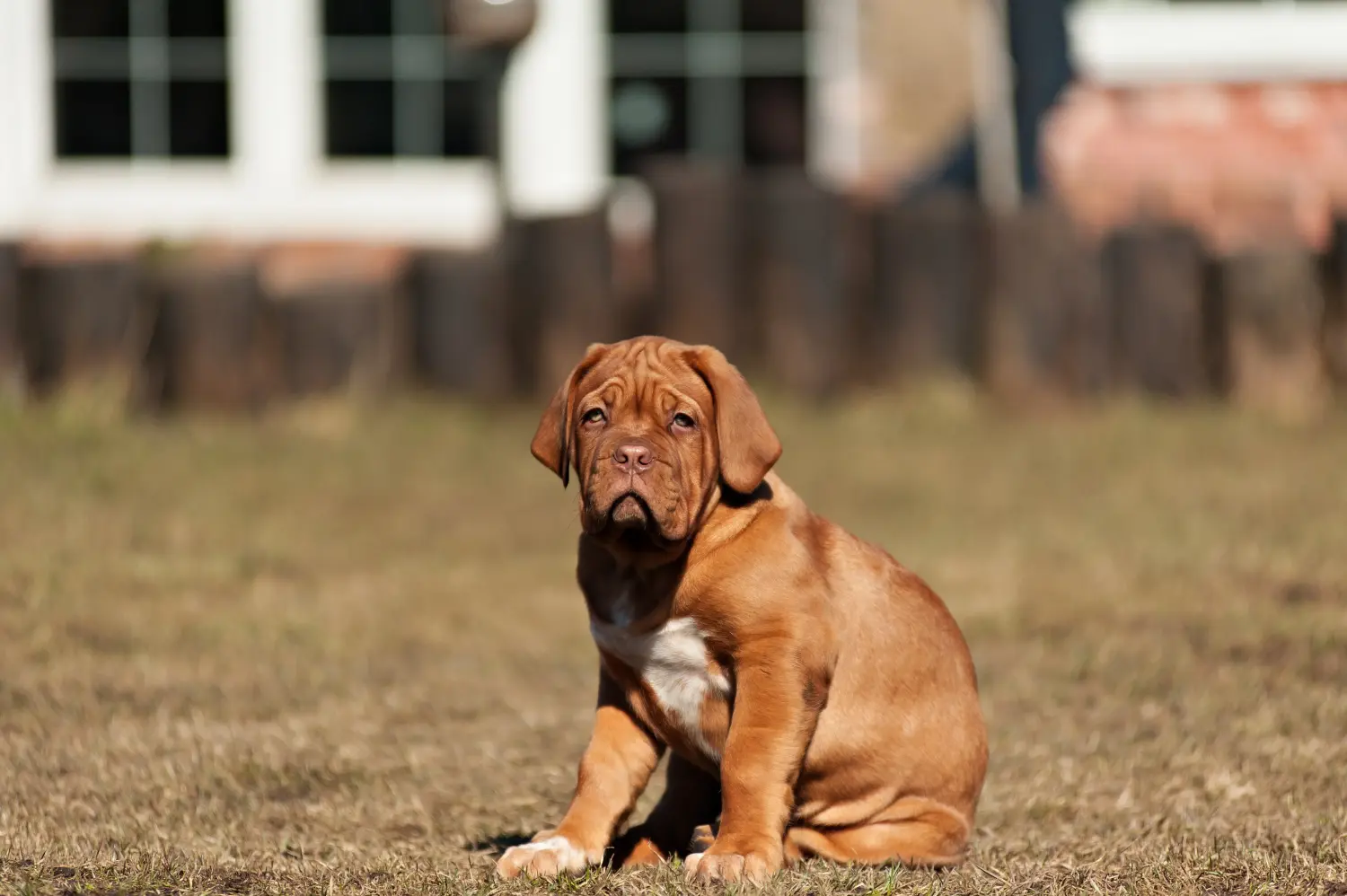Acquistare un cucciolo di Dogue de Bordeaux significa assumersi delle responsabilità! Comprare cuccioli di Dogue de Bordeaux.