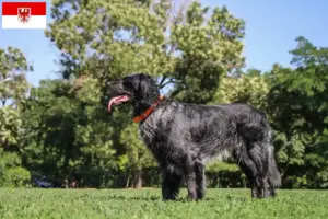 Scopri di più sull'articolo Allevatori di Epagneul Bleu de Picardie e cuccioli a Brandeburgo