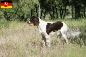 Scopri di più sull'articolo Allevatori di Épagneul français e cuccioli in Bassa Sassonia