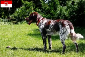 Scopri di più sull'articolo Allevatori di Épagneul français e cuccioli a Brandeburgo