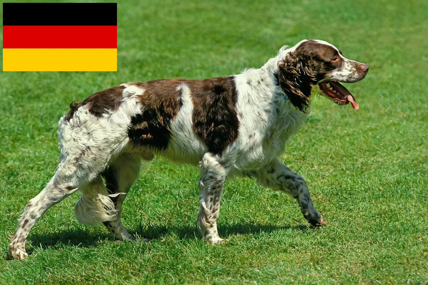 Scopri di più sull'articolo Allevatori e cuccioli di Épagneul français in Germania