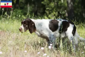 Scopri di più sull'articolo Allevatori di Épagneul français e cuccioli in Meclemburgo-Pomerania Anteriore