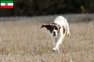 Scopri di più sull'articolo Allevatori di Épagneul français e cuccioli in Nord Reno-Westfalia