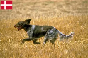 Scopri di più sull'articolo Allevatori e cuccioli di Épagneul Picard in Danimarca