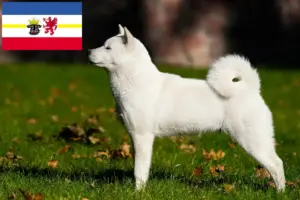 Scopri di più sull'articolo Allevatori di Hokkaido e cuccioli in Mecklenburg-Vorpommern