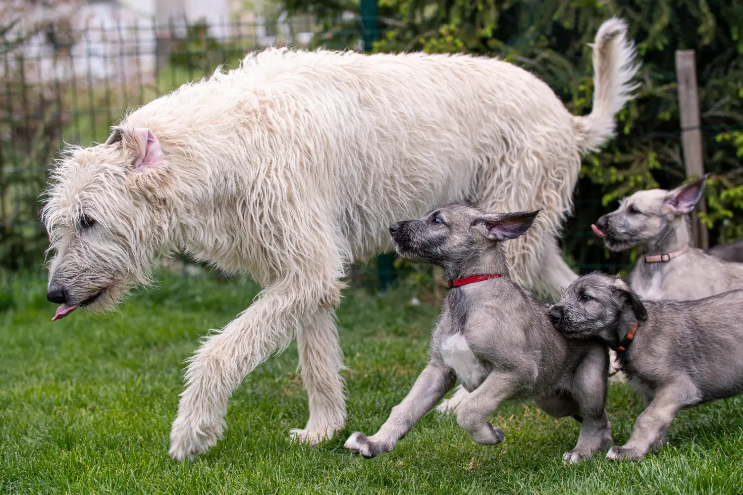 Acquistare un cucciolo di Irish Wolfhound significa assumersi delle responsabilità! Comprare cuccioli di Irish Wolfhound.
