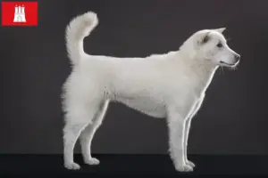 Scopri di più sull'articolo Allevatori di Kishu e cuccioli a Amburgo