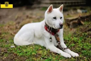 Scopri di più sull'articolo Allevatori di Kishu e cuccioli in Baden-Württemberg