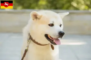 Scopri di più sull'articolo Allevatori di Kishu e cuccioli in Bassa Sassonia