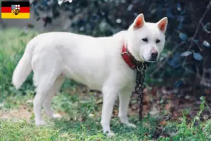 Scopri di più sull'articolo Allevatori di Kishu e cuccioli in Saarland