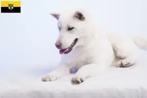Scopri di più sull'articolo Allevatori e cuccioli di Kishu in Sassonia-Anhalt
