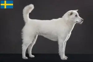 Scopri di più sull'articolo Allevatori di Kishu e cuccioli in Svezia