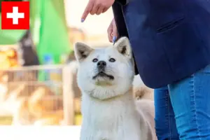 Scopri di più sull'articolo Allevatori di Kishu e cuccioli in Svizzera