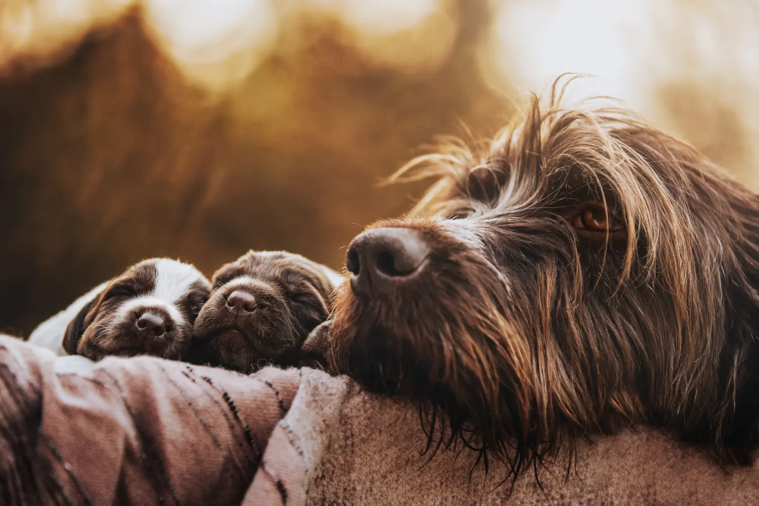 Acquistare un cucciolo di Griffon d'arrêt à poil dur significa assumersi delle responsabilità! Comprare cuccioli di Korthals Griffon.