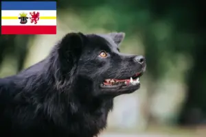 Scopri di più sull'articolo Allevatori di Lapphund svedese e cuccioli in Meclemburgo-Pomerania Anteriore