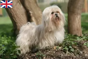 Scopri di più sull'articolo Allevatori di Lhasa Apso e cuccioli in Gran Bretagna