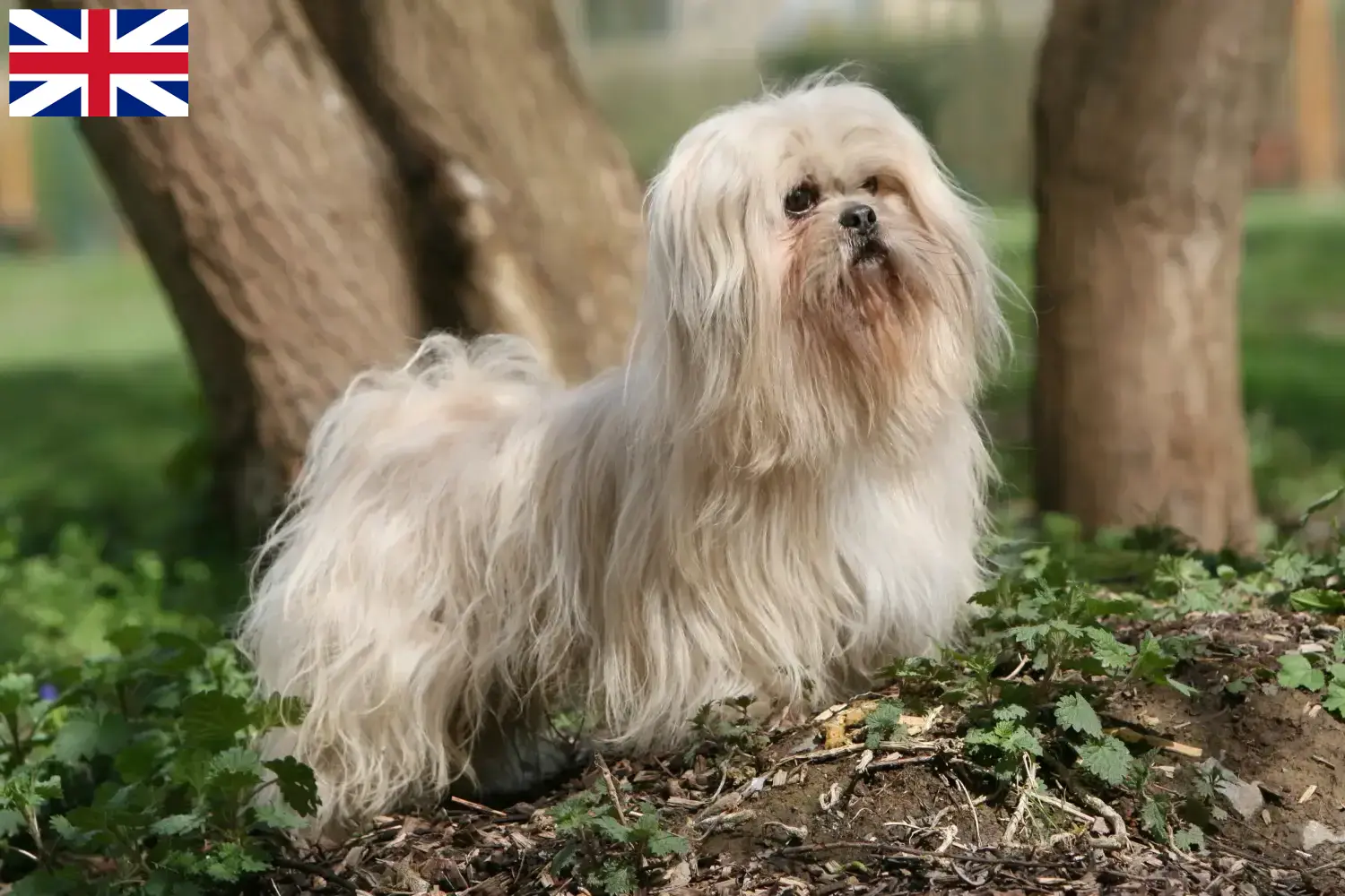 Cuccioli di Lhasa Apso e allevatori Gran Bretagna Qui potete trovare gli allevatori di Lhasa Apsos in Gran Bretagna.
