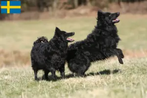 Scopri di più sull'articolo Allevatori di Mudi e cuccioli in Svezia