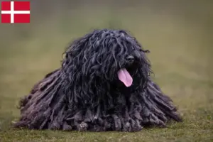 Scopri di più sull'articolo Allevatori e cuccioli di Puli in Danimarca
