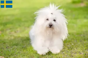 Scopri di più sull'articolo Allevatori di Bolognesi e cuccioli in Svezia