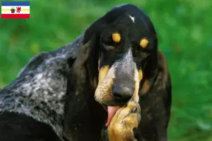 Scopri di più sull'articolo Allevatori di Grand Bleu de Gascogne e cuccioli in Mecklenburg-Vorpommern