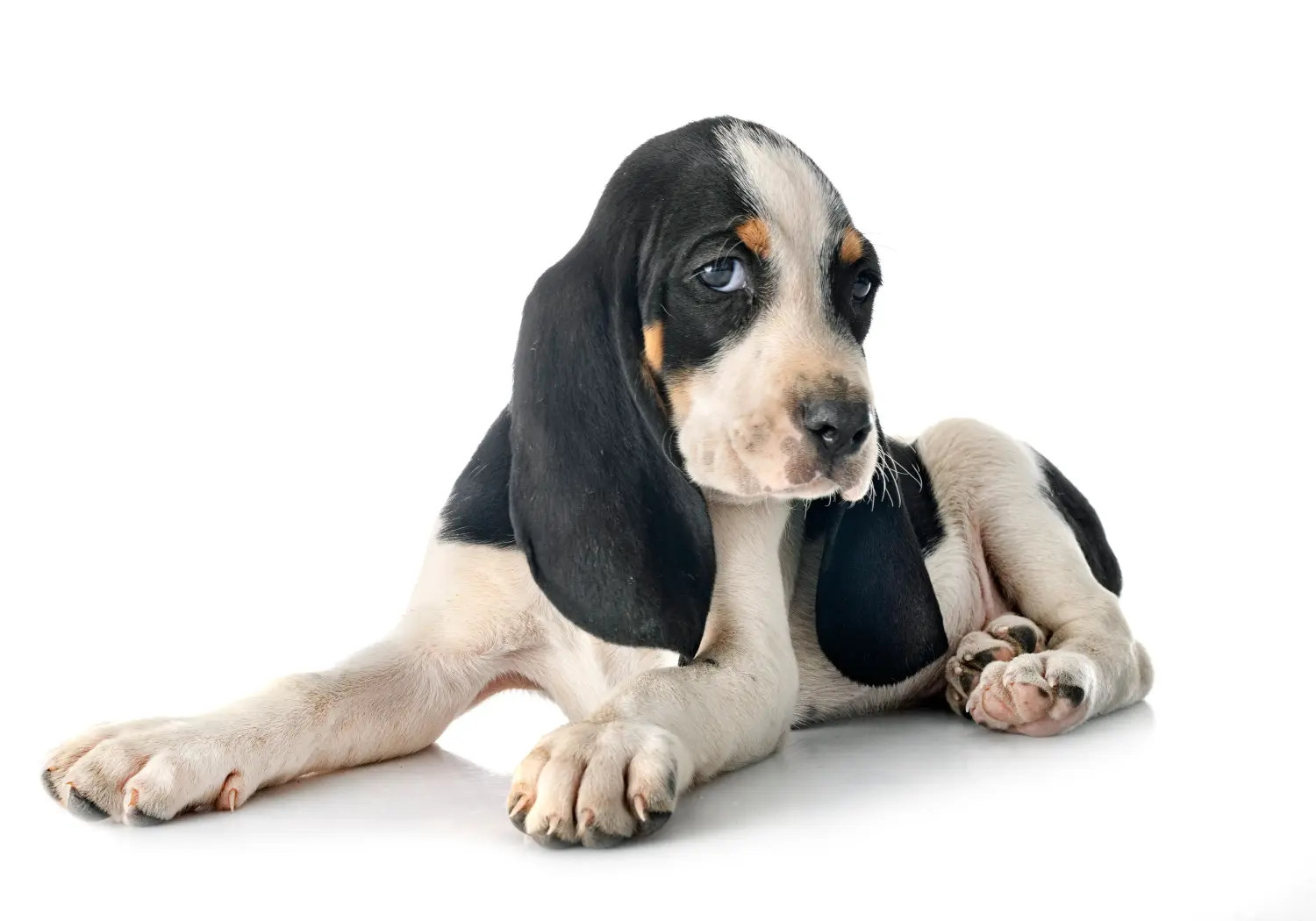 Acquistare un cucciolo di bracco svizzero significa assumersi delle responsabilità! Comprare cuccioli di cane da caccia svizzeri.