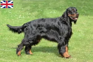 Scopri di più sull'articolo Allevatori di Gordon Setter e cuccioli in Gran Bretagna