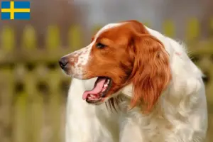 Scopri di più sull'articolo Allevatori e cuccioli di Setter irlandese rosso e bianco in Svezia