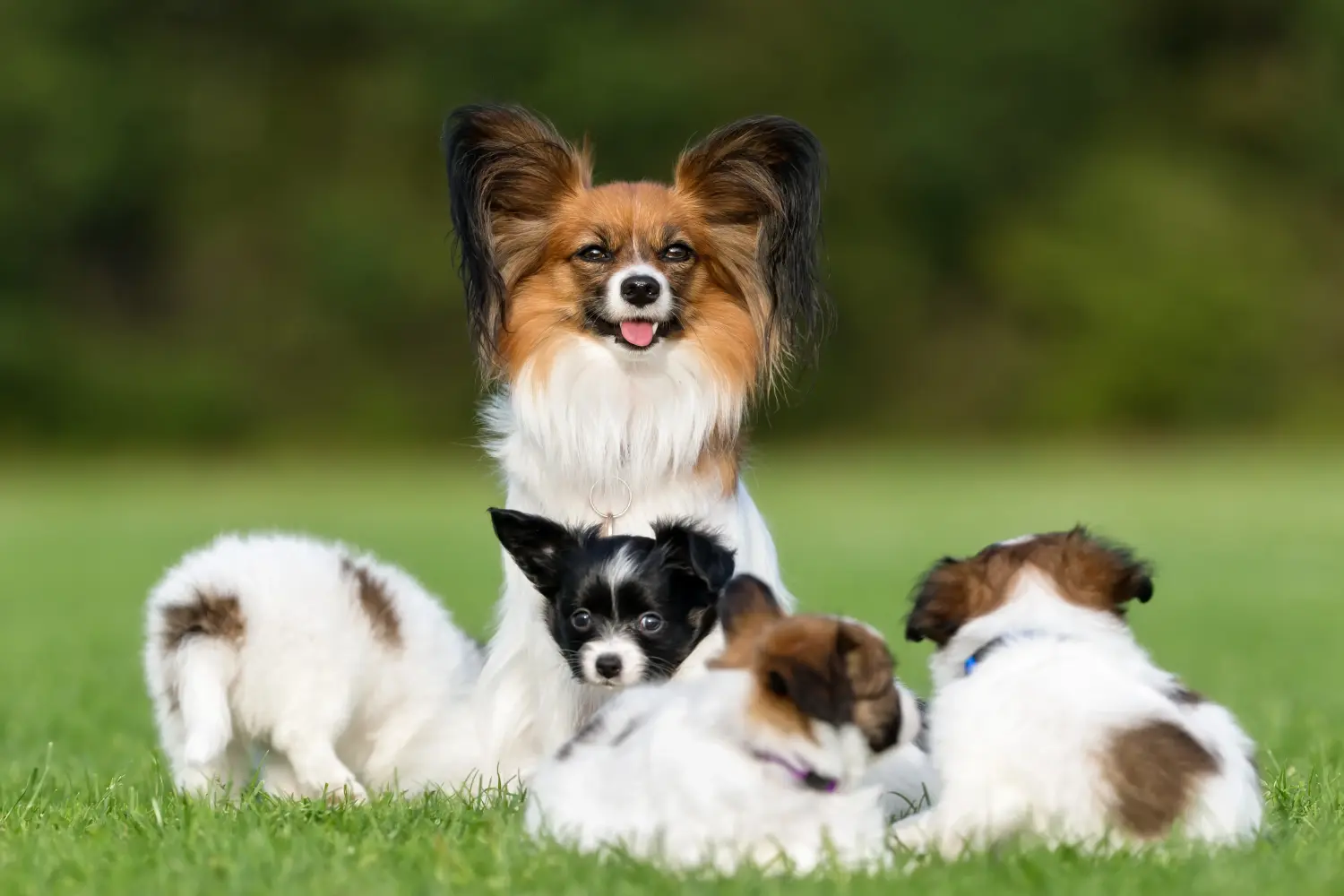 Acquistare un cucciolo di Continental Miniature Spaniel significa assumersi delle responsabilità! Acquistare cuccioli di Spaniel Continentale in miniatura.