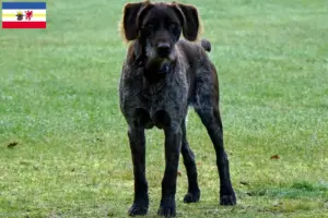 Scopri di più sull'articolo Allevatori di Stichelhaar tedesco e cuccioli in Mecklenburg-Vorpommern