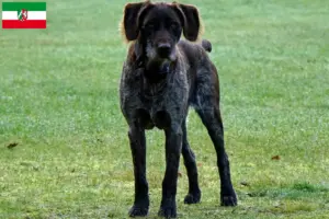 Scopri di più sull'articolo Allevatori di Stichelhaar tedeschi e cuccioli in Nord Reno-Westfalia