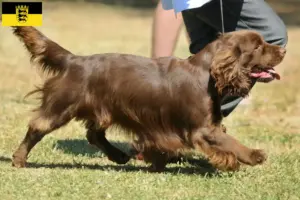 Scopri di più sull'articolo Allevatori di Sussex-Spaniel e cuccioli in Baden-Württemberg