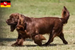 Scopri di più sull'articolo Allevatori di Sussex-Spaniel e cuccioli in Bassa Sassonia