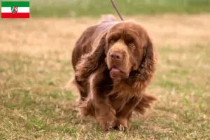 Scopri di più sull'articolo Allevatori di Sussex-Spaniel e cuccioli in Nord Reno-Westfalia