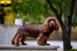 Scopri di più sull'articolo Allevatori e cuccioli di Sussex-Spaniel in Sassonia-Anhalt