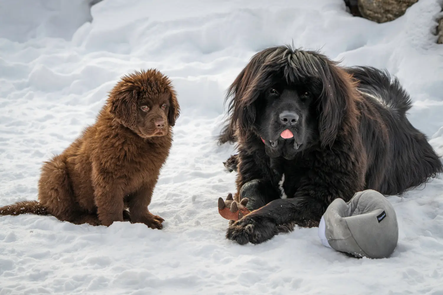 Acquistare un cucciolo di Terranova significa assumersi delle responsabilità! Acquistare cuccioli di Terranova.
