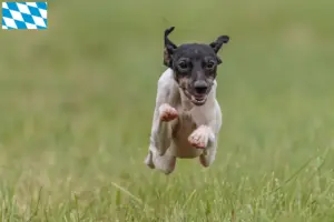 Scopri di più sull'articolo Allevatori di Terrier Giapponese e cuccioli in Baviera