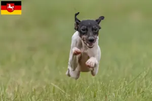 Scopri di più sull'articolo Allevatori e cuccioli di Terrier Giapponese in Bassa Sassonia
