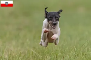 Scopri di più sull'articolo Allevatori di Terrier Giapponese e cuccioli in Turingia