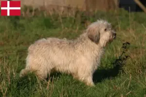 Scopri di più sull'articolo Allevatori e cuccioli di PON in Danimarca